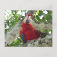 Colourful Red Parrot DIY Postcard