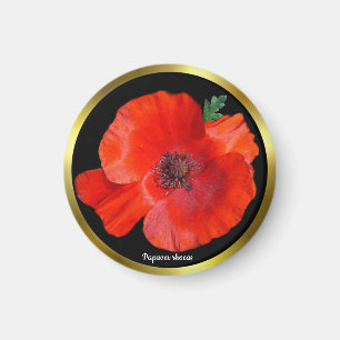 Colourful Red Poppy Magnet