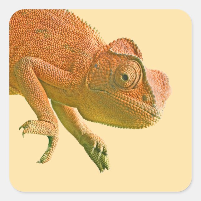 Colourful Reptile Birthday  Square Sticker (Front)