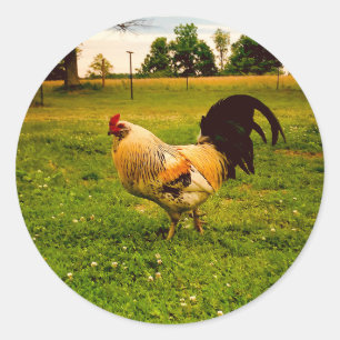 Colourful Rooster Farm Life Photo Classic Round Sticker