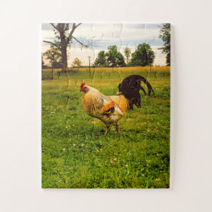 Colourful Rooster Farm Life Photo Jigsaw Puzzle