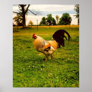 Colourful Rooster Farm Life Photo Poster