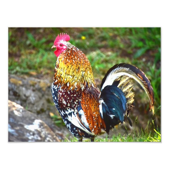 Colourful Rooster - Kauai, Hawaii Photo Print (Front)
