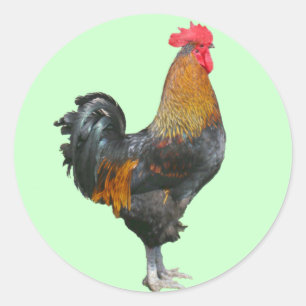 Colourful Rooster Stickers