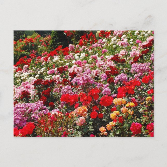 Colourful rose garden print postcard (Front)
