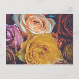 Colourful Roses Postcard