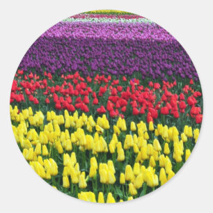 Colourful rows of spring tulips classic round sticker