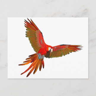 Colourful Scarlet macaw fly art Postcard