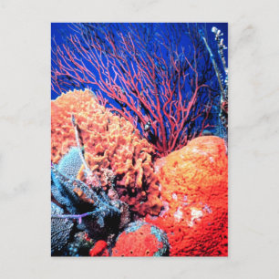 Colourful Sea Sponge Postcard