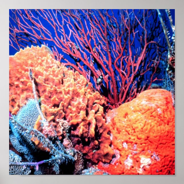 Colourful Sea Sponge Poster 15x15 (Front)