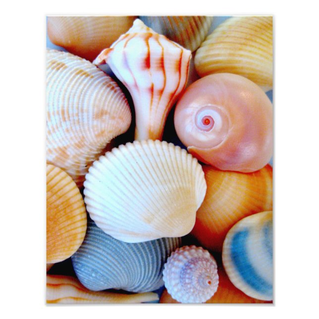 Colourful Seashell Collection Photo Print (Front)
