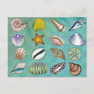 Colourful Seashell Postcard