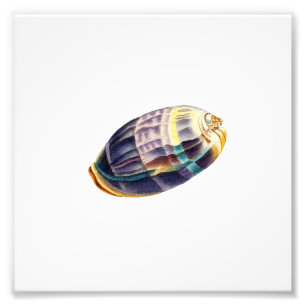 Colourful Seashell Sea Beach Nautical Photo Print