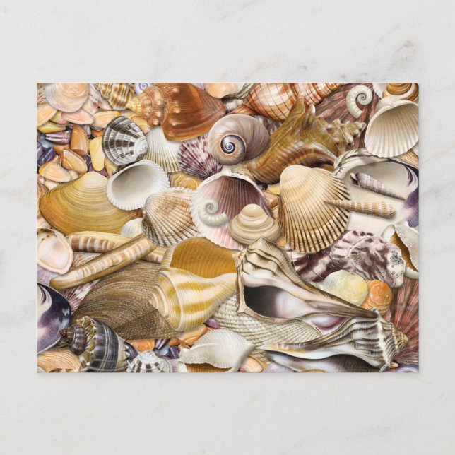 Colourful Seashells Postcard (Front)