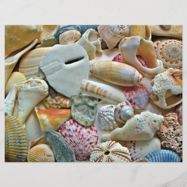Colourful Seashells Scrapbook Pages Craft Paper (Front)