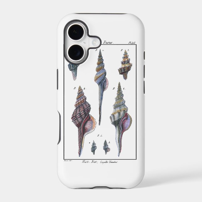 Colourful Seven Seashells (Back)
