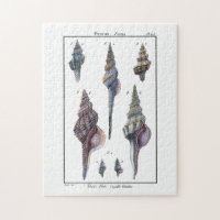 Colourful Seven Seashells