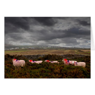 Colourful sheep