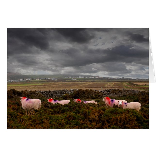 Colourful sheep (Front Horizontal)