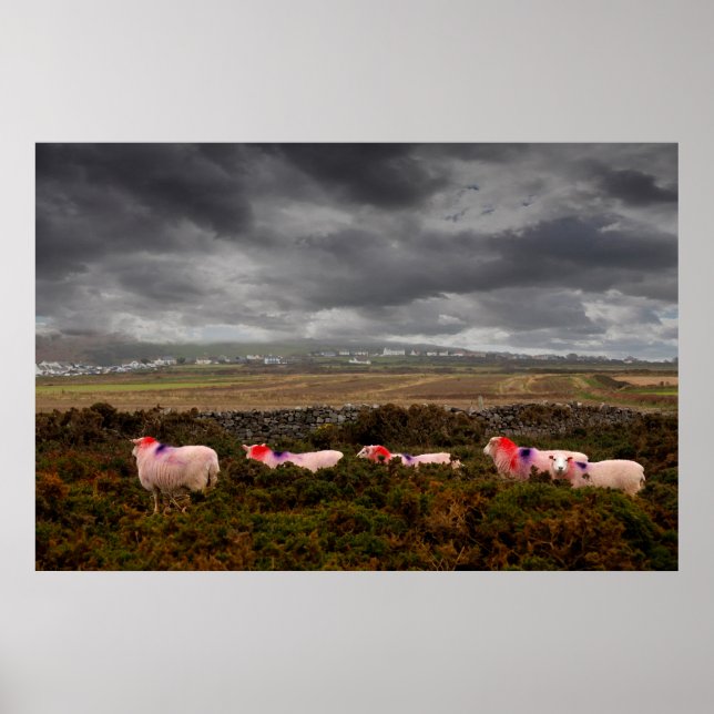 Colourful sheep poster (Front)