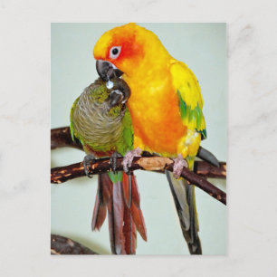 Colourful Shelter Bird Postcards
