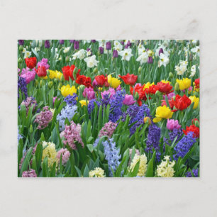 Colourful spring flower garden postcard