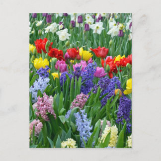 Colourful spring flower garden postcard