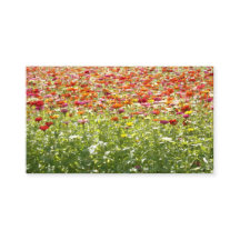 Colourful Spring Flowers
