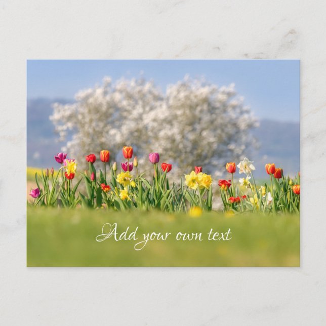 Colourful Spring Flowers with Tulips and Daffodils Postcard (Front)