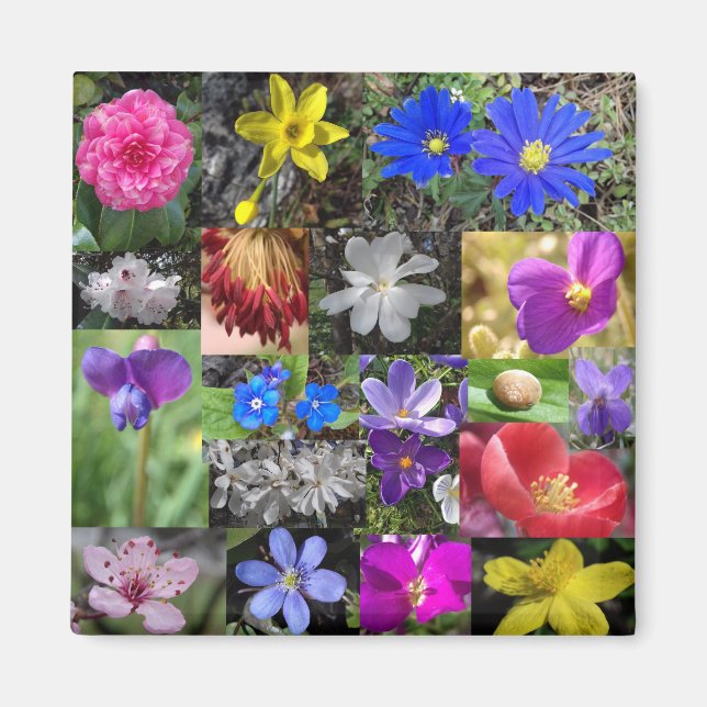 colourful spring - magnet (Front)