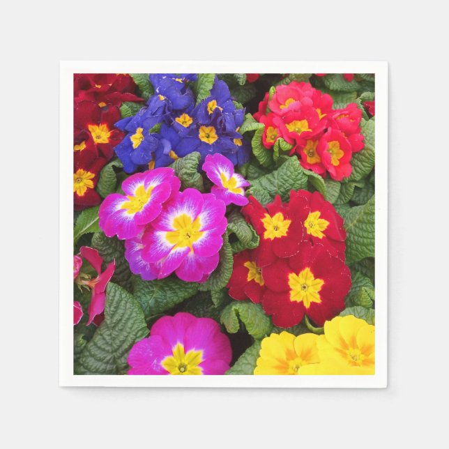 Colourful Spring Medley of Primulas Flowers Napkin (Front)