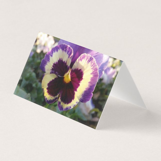colourful spring Pansy (Front)