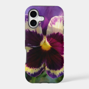 colourful spring Pansy