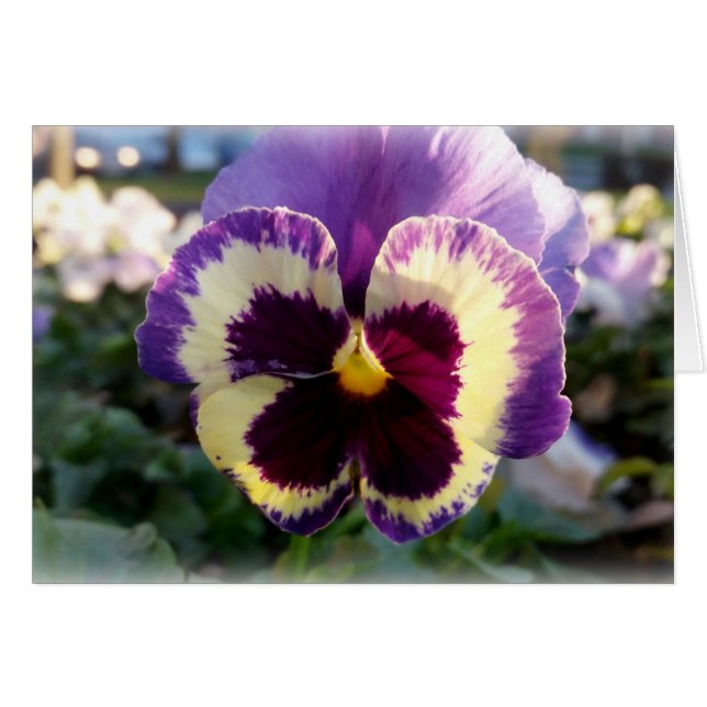 colourful spring Pansy (Front Horizontal)