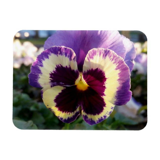 colourful spring Pansy Magnet (Horizontal)