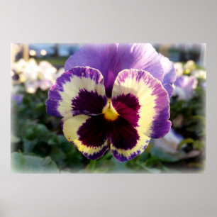 colourful spring Pansy Poster