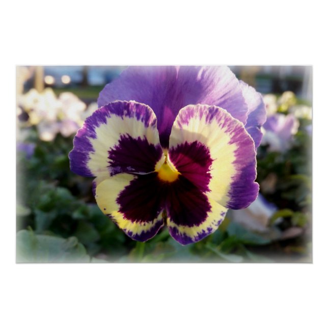 colourful spring Pansy Poster (Front)