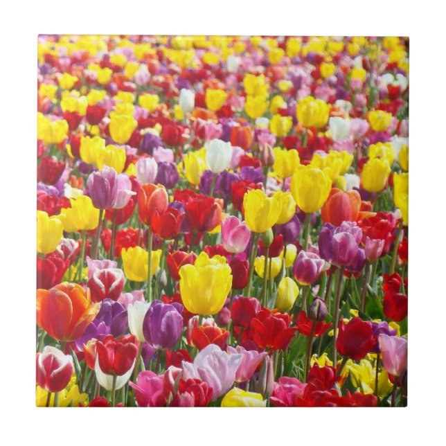 Colourful Spring Tulip Flowers Tile art gifts (Front)