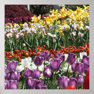 Colourful Spring Tulip Garden, Elizabeth Park Poster