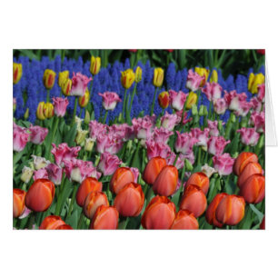 Colourful spring tulips