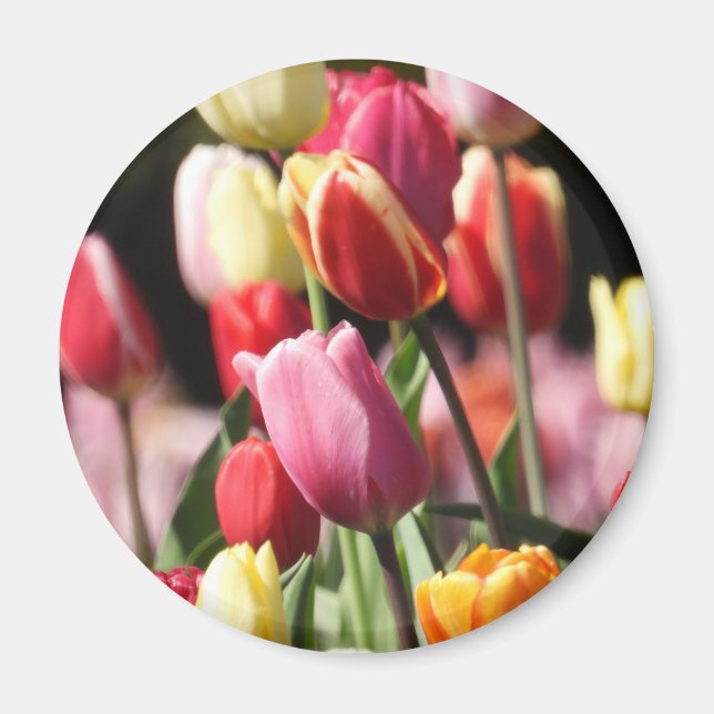 Colourful Spring Tulips Magnet (Front)