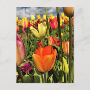 Colourful Spring Tulips Postcard