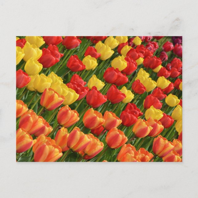 Colourful spring tulips postcard (Front)