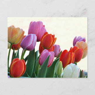 Colourful Spring Tulips Postcard