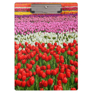 Colourful spring tulips print clipboard