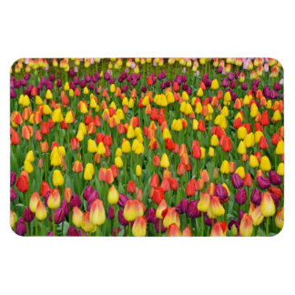 Colourful spring tulips print magnet