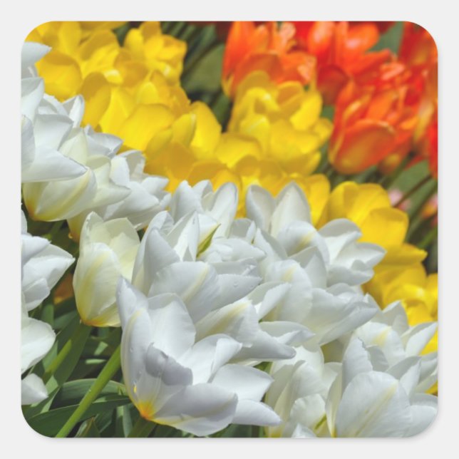 Colourful spring tulips sticker (Front)