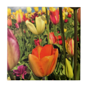 Colourful Spring Tulips Tile