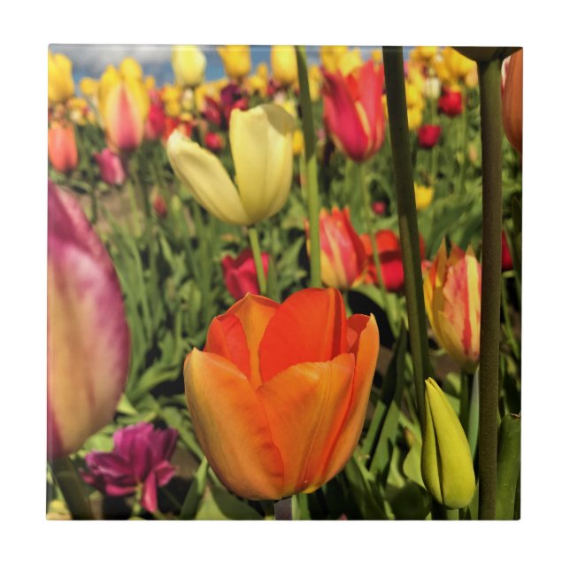 Colourful Spring Tulips Tile (Front)