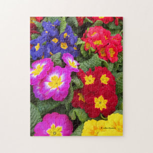 Colourful Springtime Floral Medley of Primulas Jigsaw Puzzle